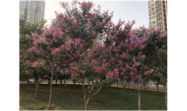 夏秋季節(jié)，錫城首次驚現(xiàn)紫薇花開(kāi)美景